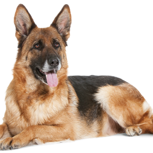 Dog Food