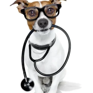 Pet Meds