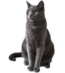 Cat Food